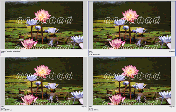 Water Lilies Saving for Web Screenshot